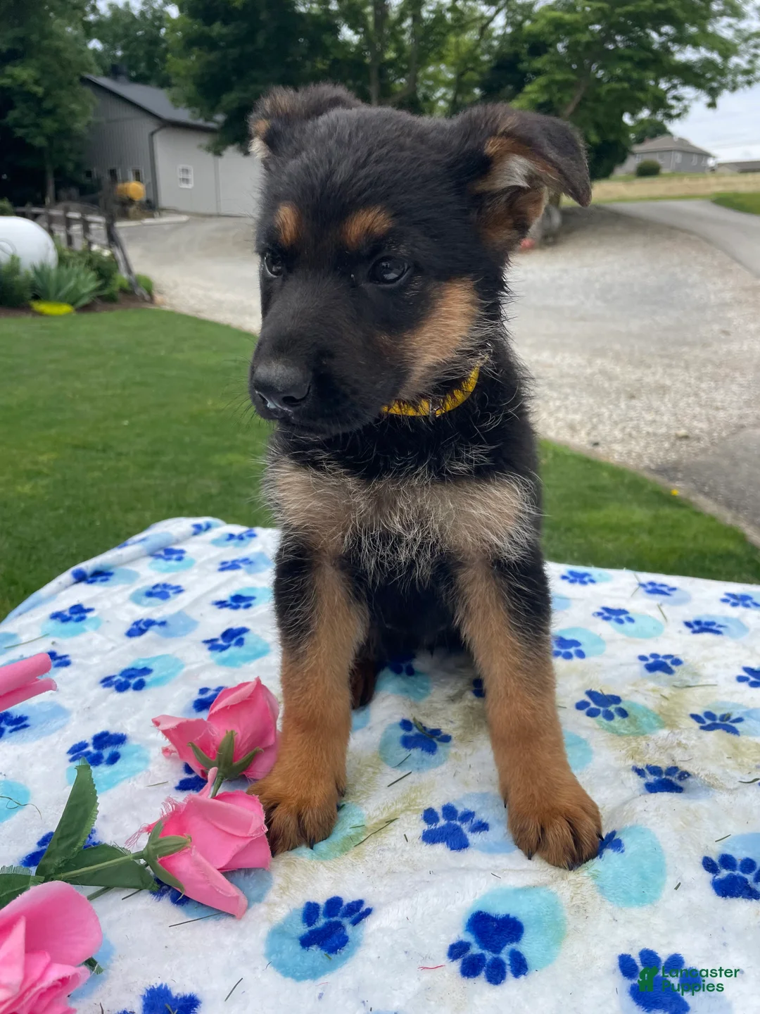 German Shepherd dogs for sale: Cara - Ad 2