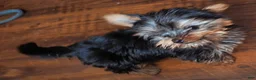 Yorkshire Terrier dogs for sale: Yorkshire Terrier 2 - Ad 2