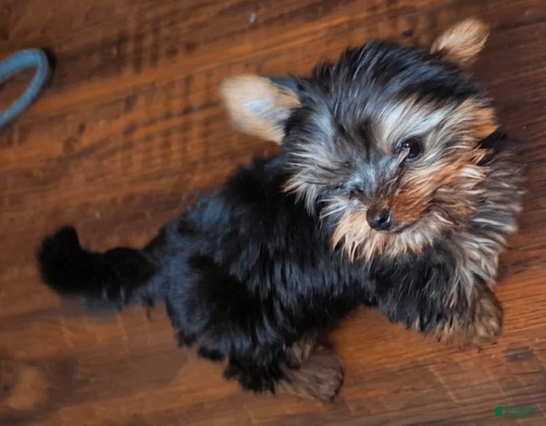 Yorkshire Terrier dogs for sale: Yorkshire Terrier 2 - Ad 2