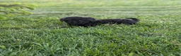 Miniature Poodle dogs for sale: Miniature Poodle Puppy 4 - Ad 8