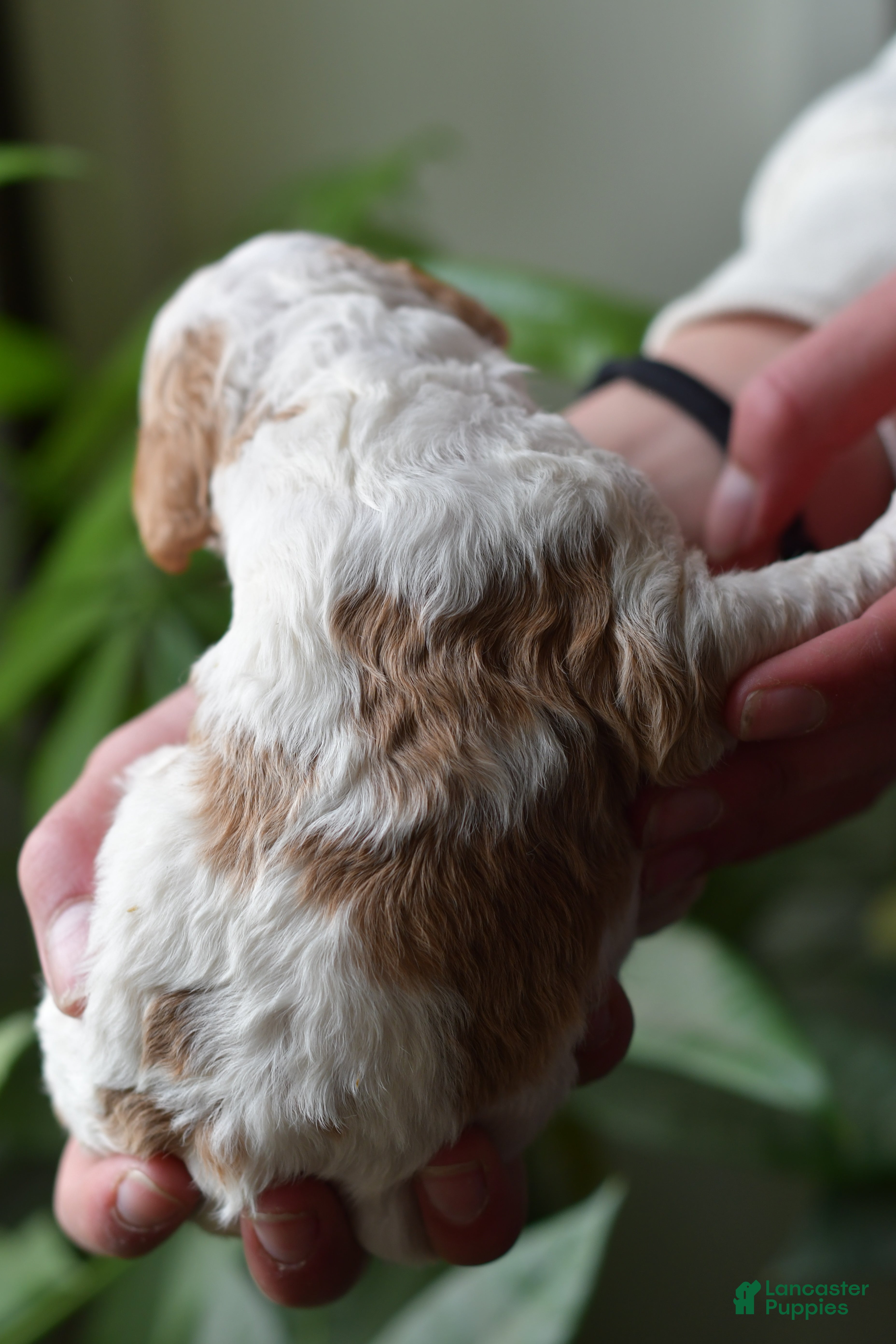 Standard Poodle dogs Standard Poodle Puppy 8 - Ad 2