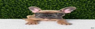 French Bulldog 2