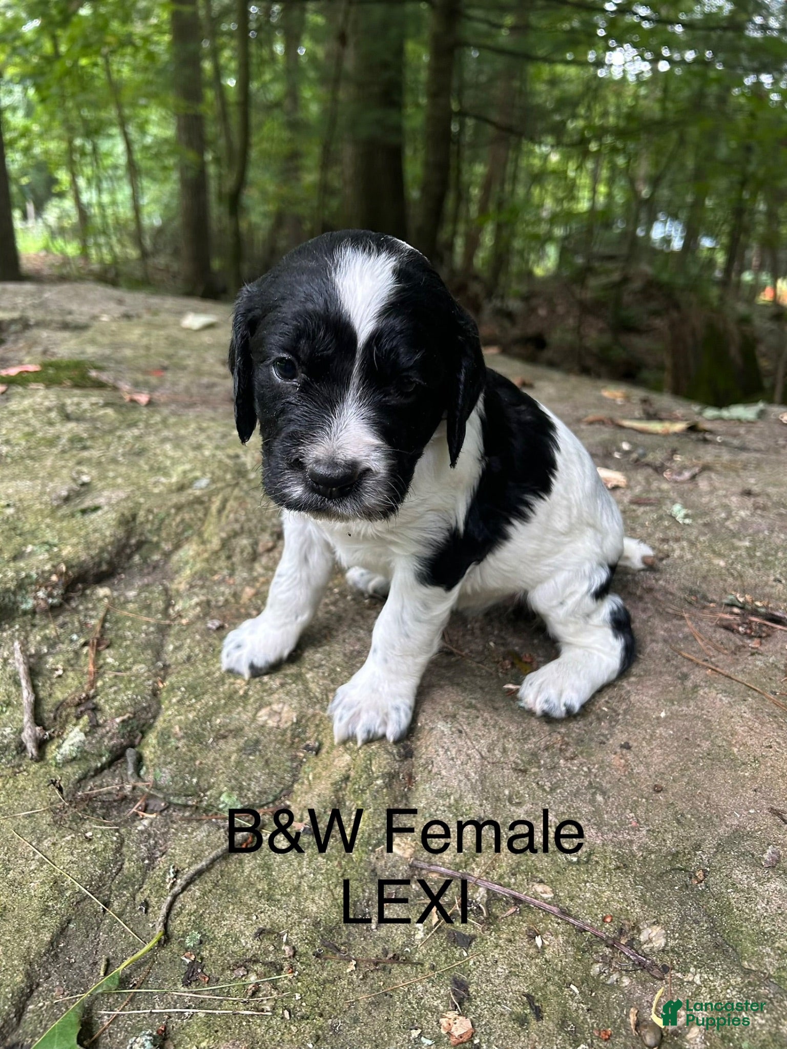 English Springer Spaniel dogs English Springer Spaniel 3 - Ad 1