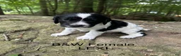 English Springer Spaniel dogs for sale: English Springer Spaniel 3 - Ad 5
