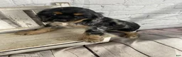 Cocker Spaniel dogs for sale: Wren - Ad 4