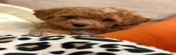 Toy Poodle dogs for sale: Hazel - Ad 4