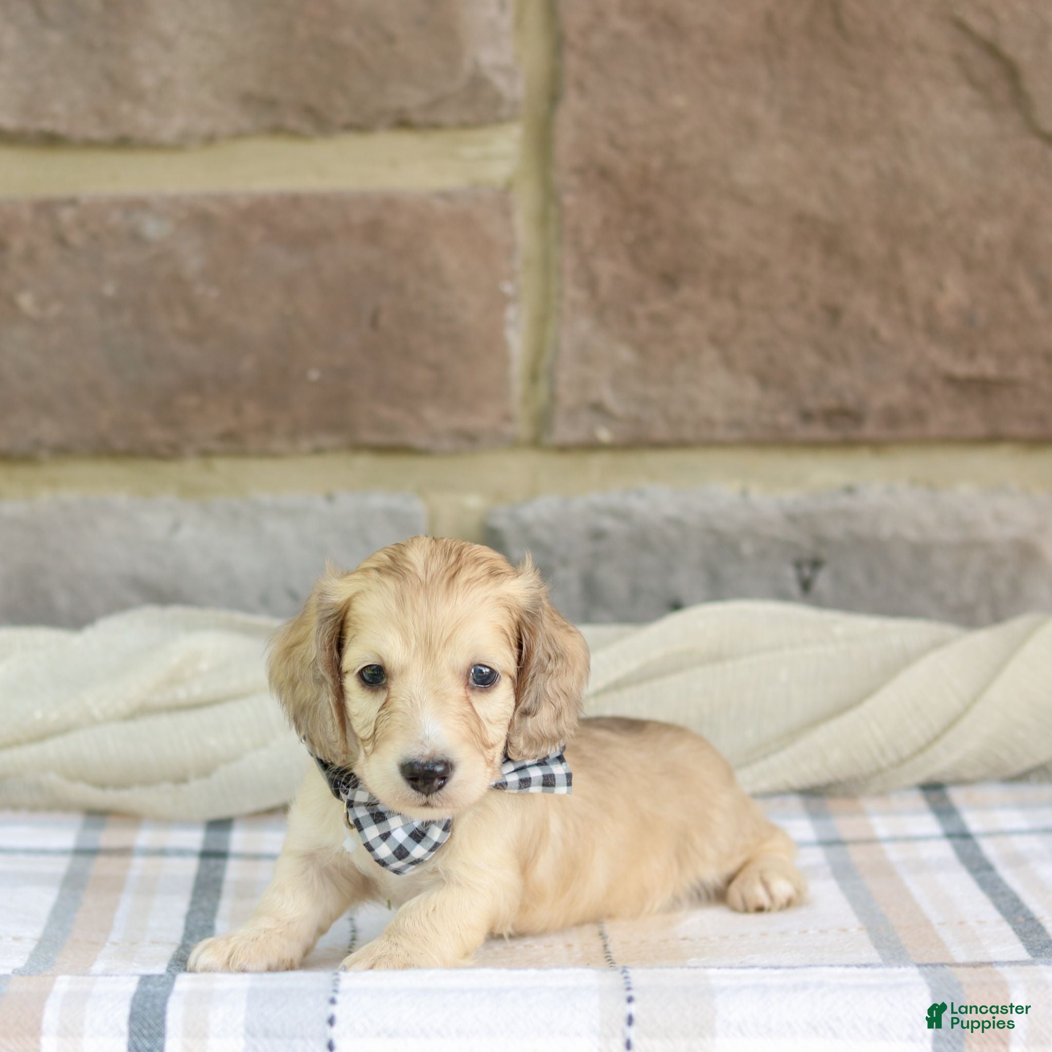 Miniature Dachshund dogs Peanut - Ad 1