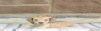 Peanut