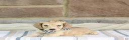 Miniature Dachshund dogs for sale: Peanut - Ad 1