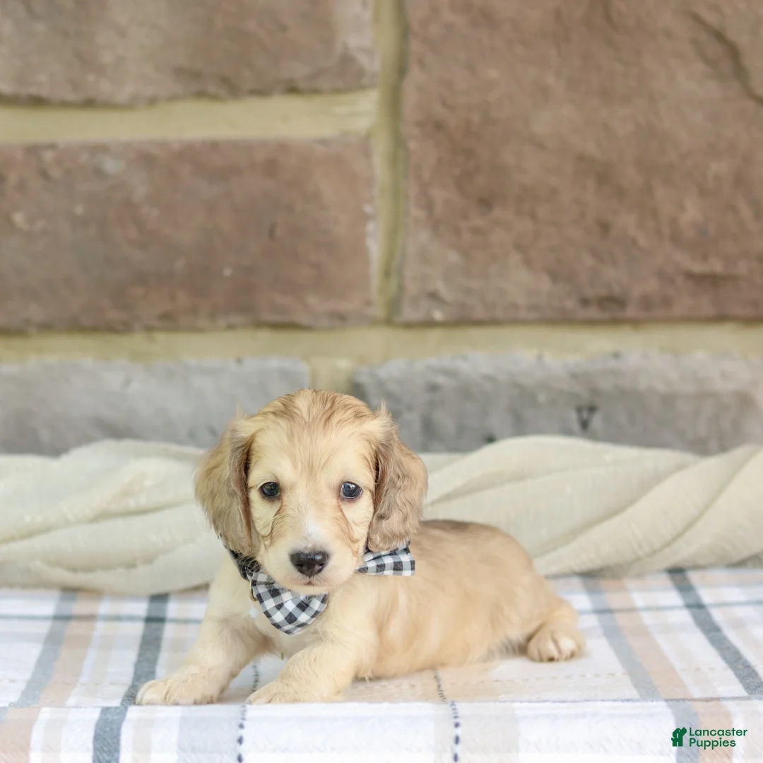 Miniature Dachshund dogs for sale: Peanut - Ad 1
