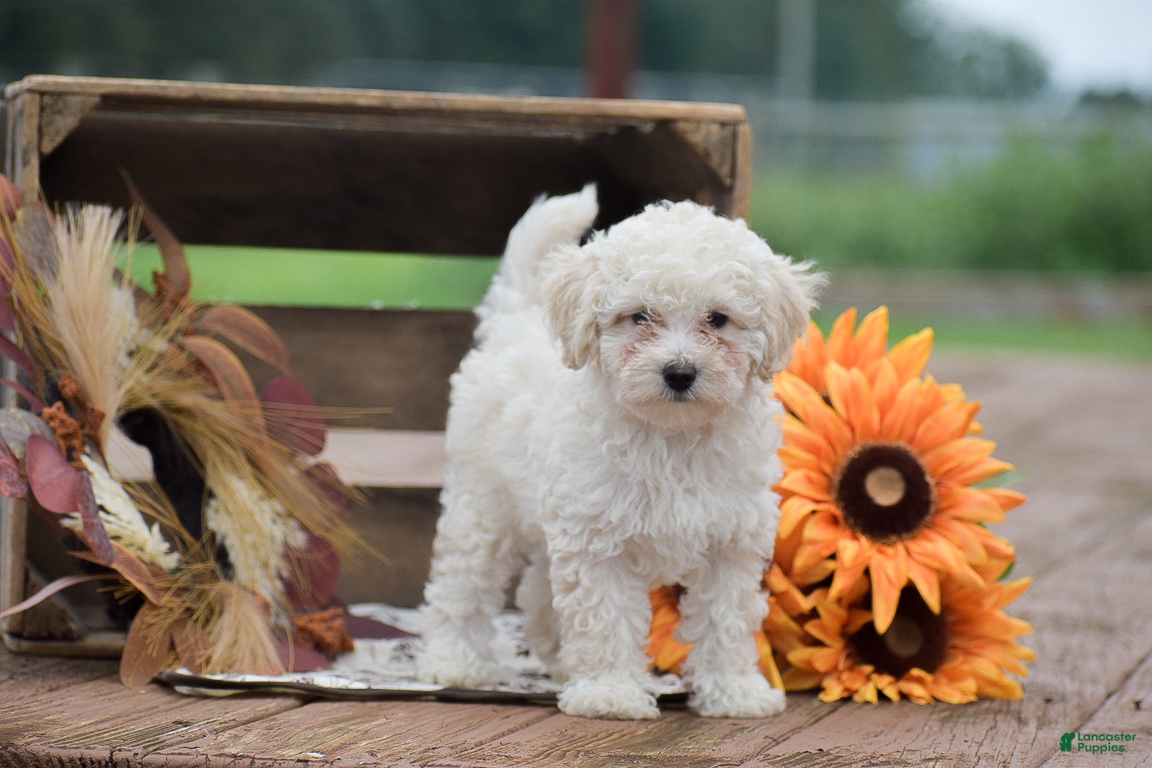 Toy Poodle dogs Caesar - Ad 1