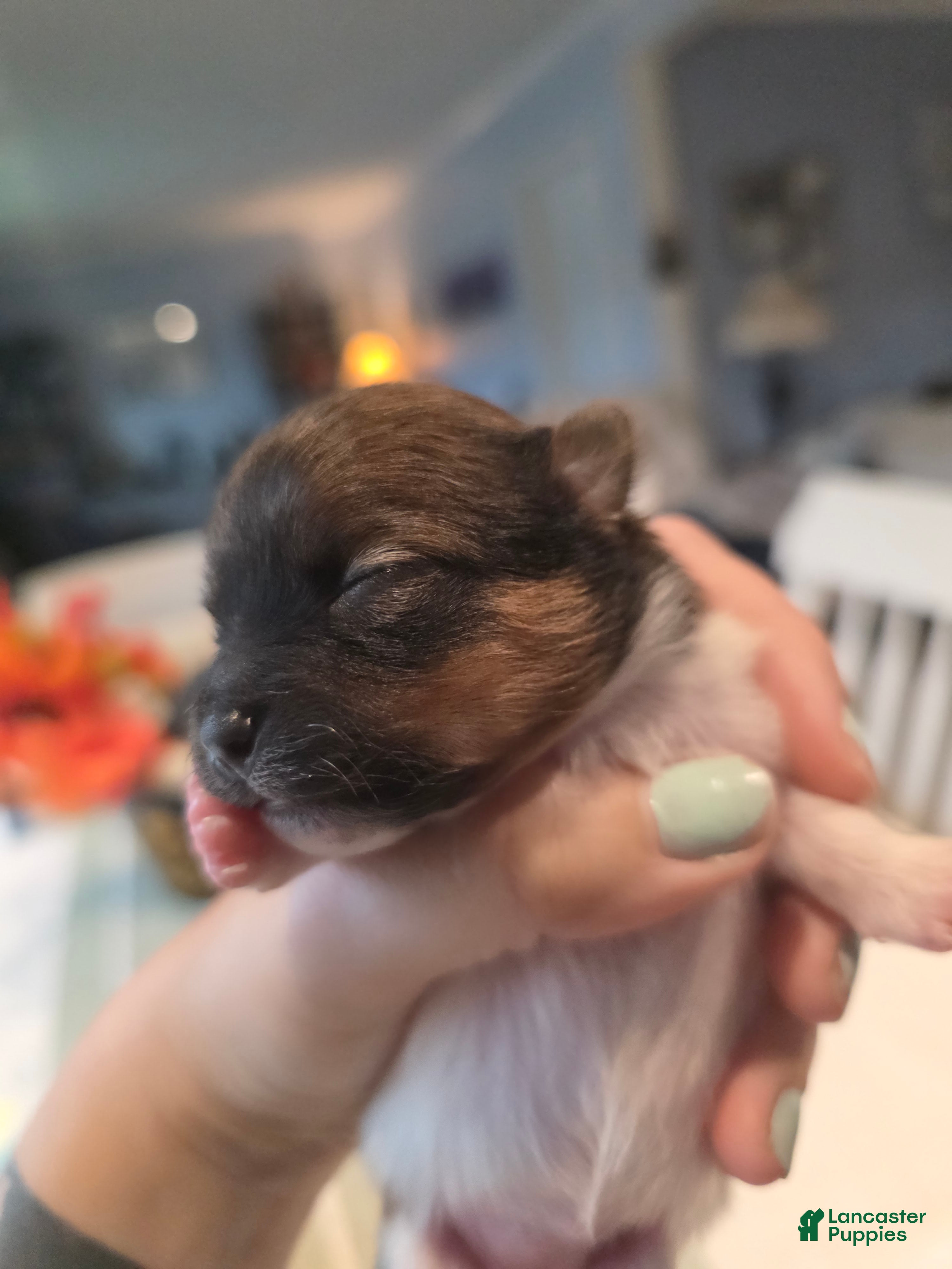 Pomeranian dogs for sale: Cookie - Ad 3