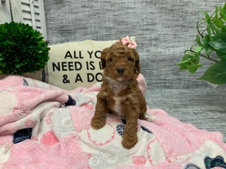 Miniature Poodle dogs - Ad 11