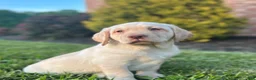 Labrador Retriever dogs for sale: Duke - Ad 1