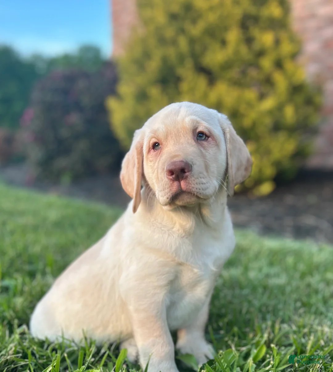 Labrador Retriever dogs for sale: Duke - Ad 1