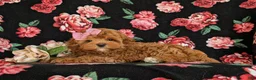 Cavapoo dogs for sale: Cheri Hypoallergenic - Ad 6