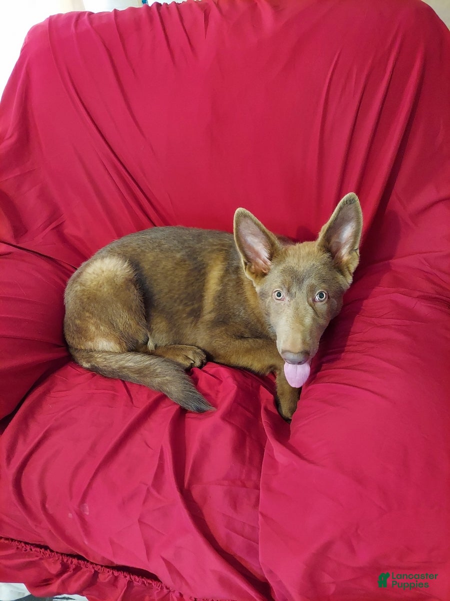 German Shepherd dogs  Isabella Male  - Ad 13