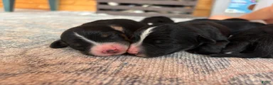 Mixed Breed 5