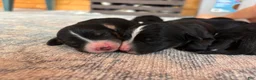 Mixed Breed dogs for sale: Mixed Breed 5 - Ad 1