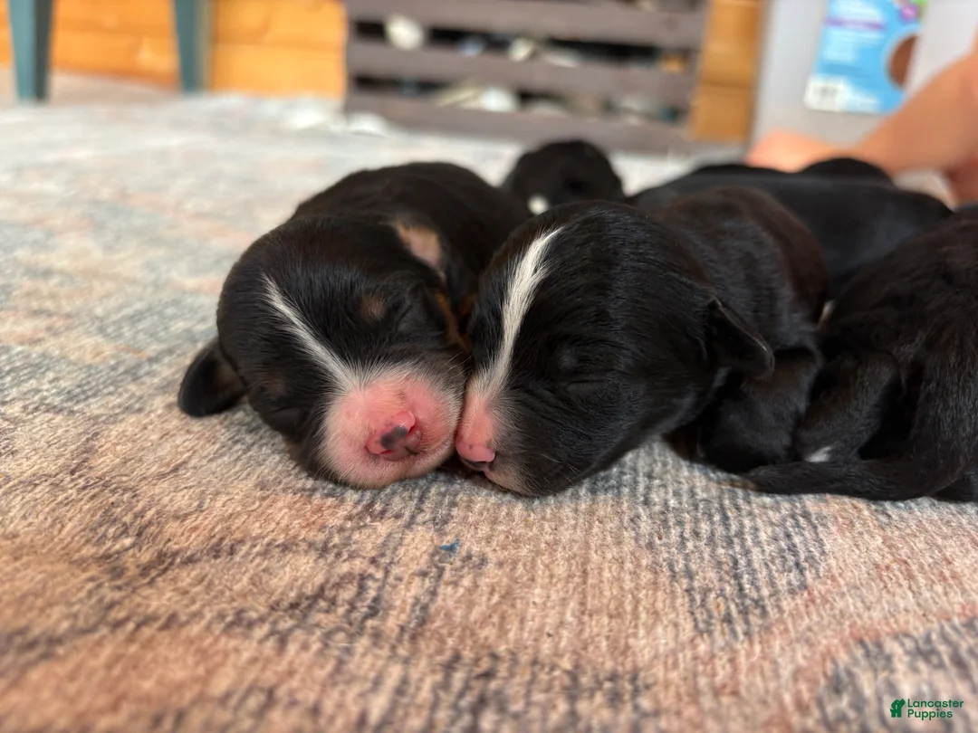 Mixed Breed dogs for sale: Mixed Breed 5 - Ad 1
