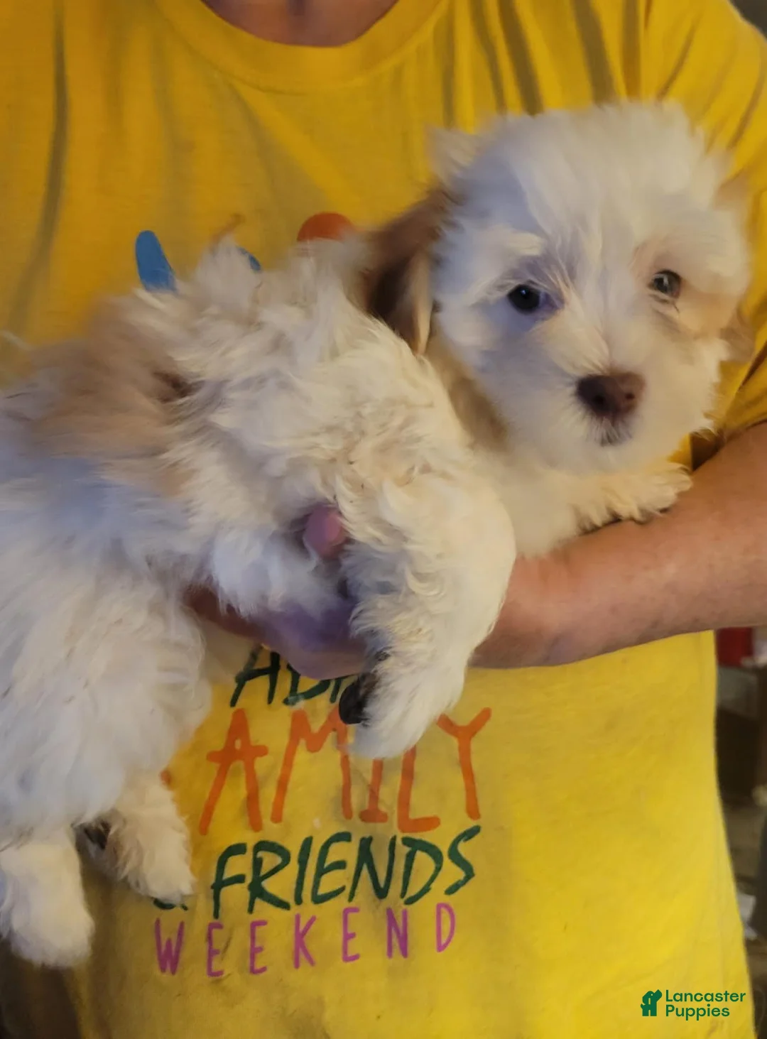 Havanese dogs for sale: Girl - Ad 2