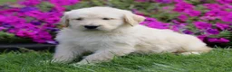 Labradoodle dogs for sale: Max  - Ad 4