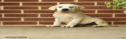 Labrador Retriever dogs for sale: Billy - Ad 3
