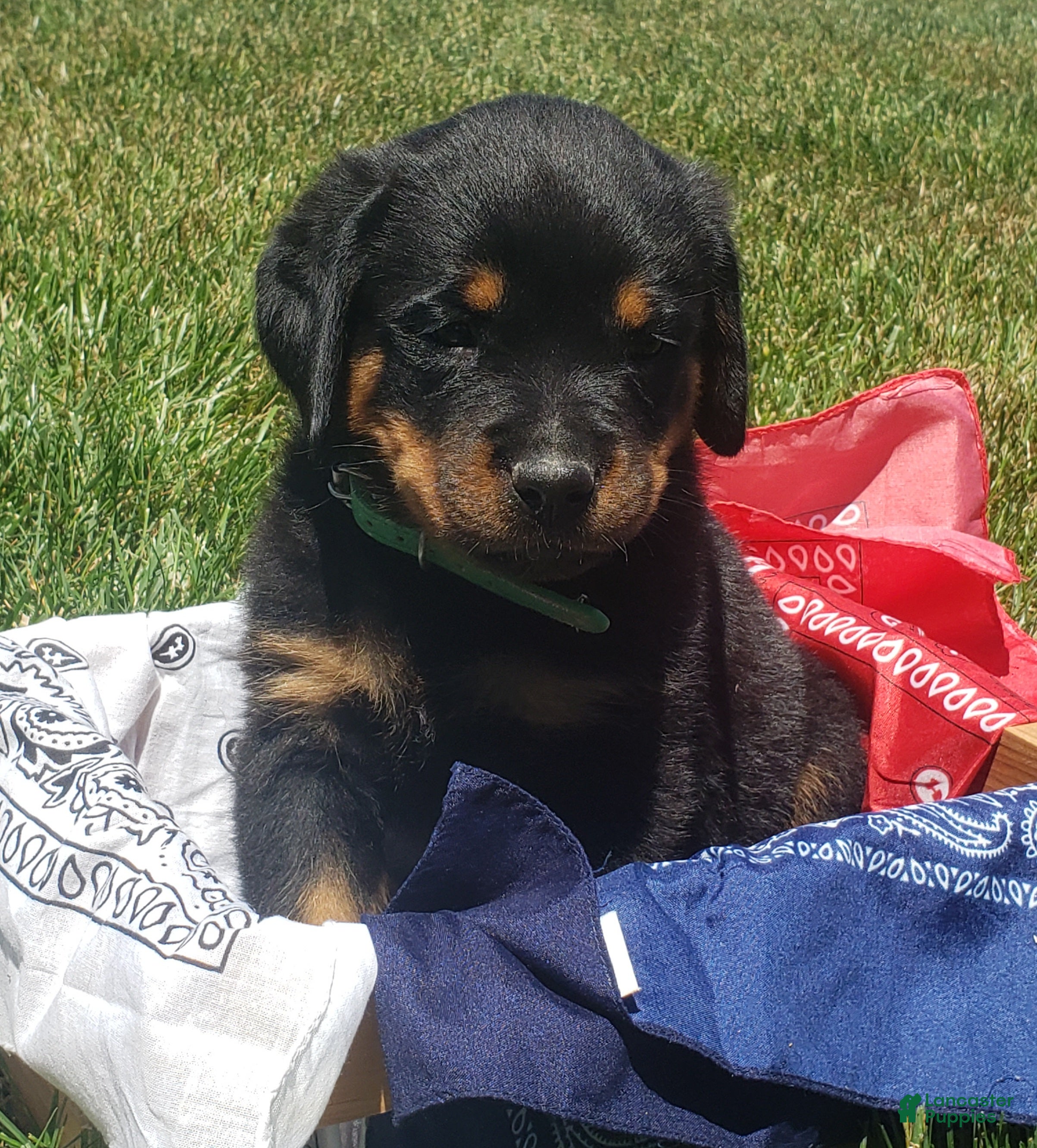 Rottweiler dogs Hunter - Ad 2
