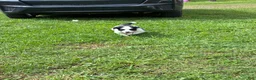 Mixed Breed dogs for sale: Squirrel - Ad 5