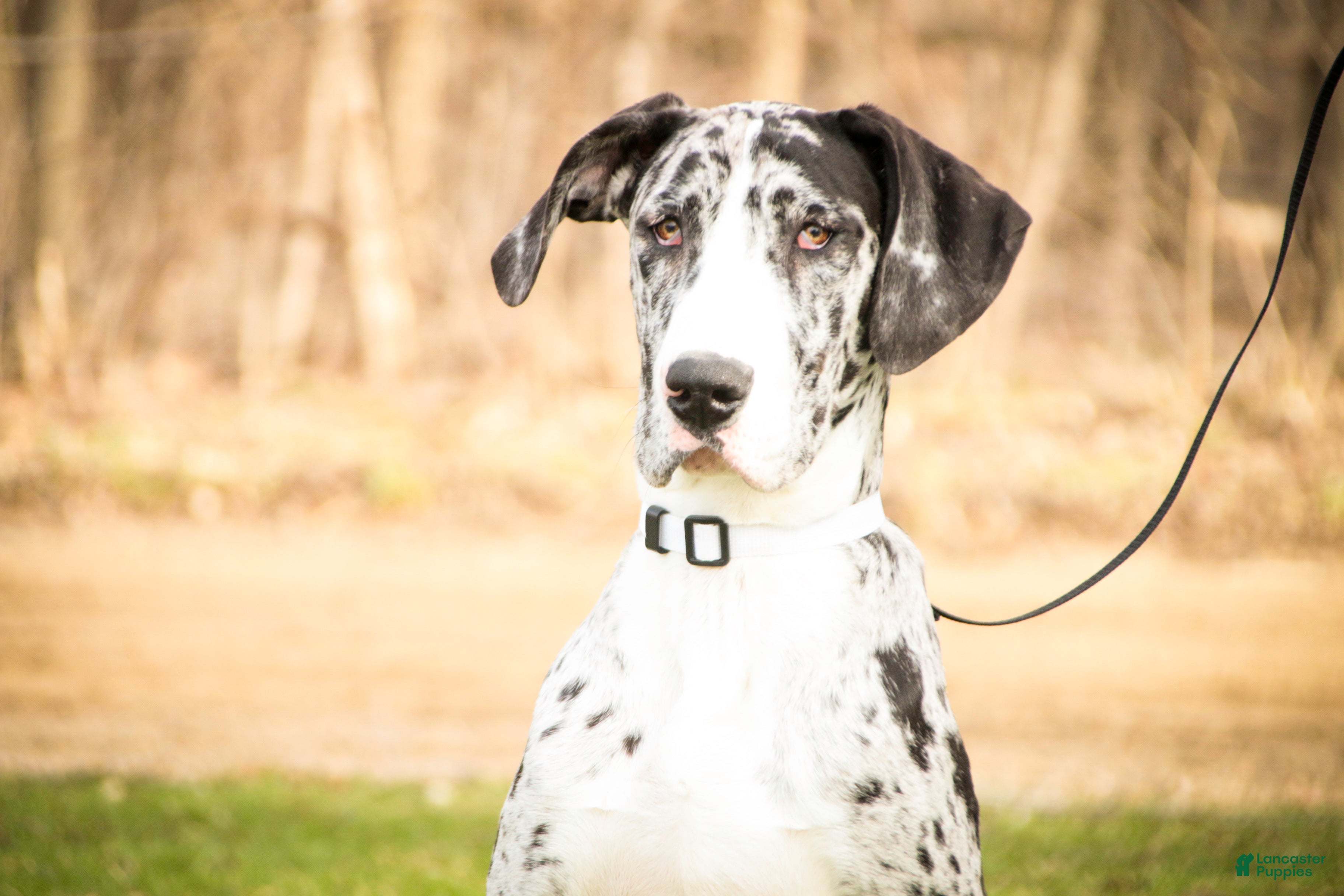 Great Dane dogs Lorelai - Ad 1