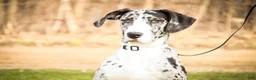 Great Dane dogs for sale: Lorelai - Ad 1