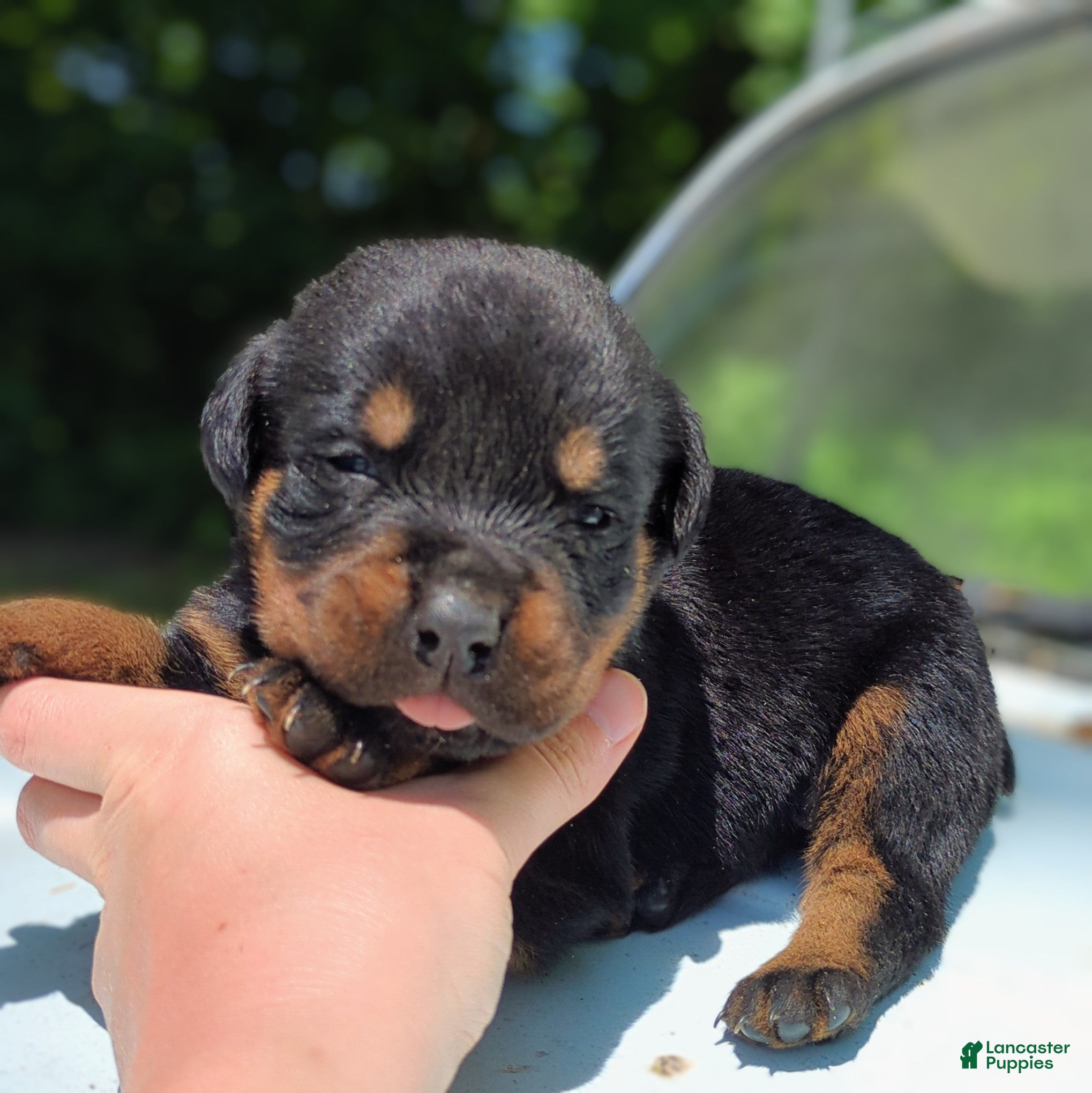 Rottweiler dogs for sale: Axel - Ad 3