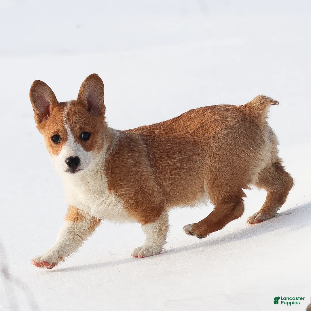 Welsh Corgi Pembroke dogs for sale: Karson Welsh Corgi Pembroke - Ad 9