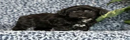 Havapoo dogs for sale: Talia - Ad 4