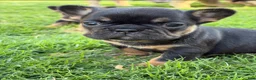 French Bulldog dogs for sale: Pepper - Ad 9