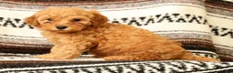 Mini Goldendoodle dogs for sale: Lance - Ad 8