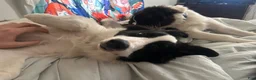 Mixed Breed dogs for sale: Burr - Ad 2