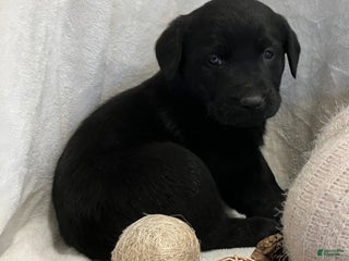 Labrador Retriever dogs - Ad 30