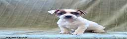 Jack Russell Terrier dogs for sale: Willow - Ad 3