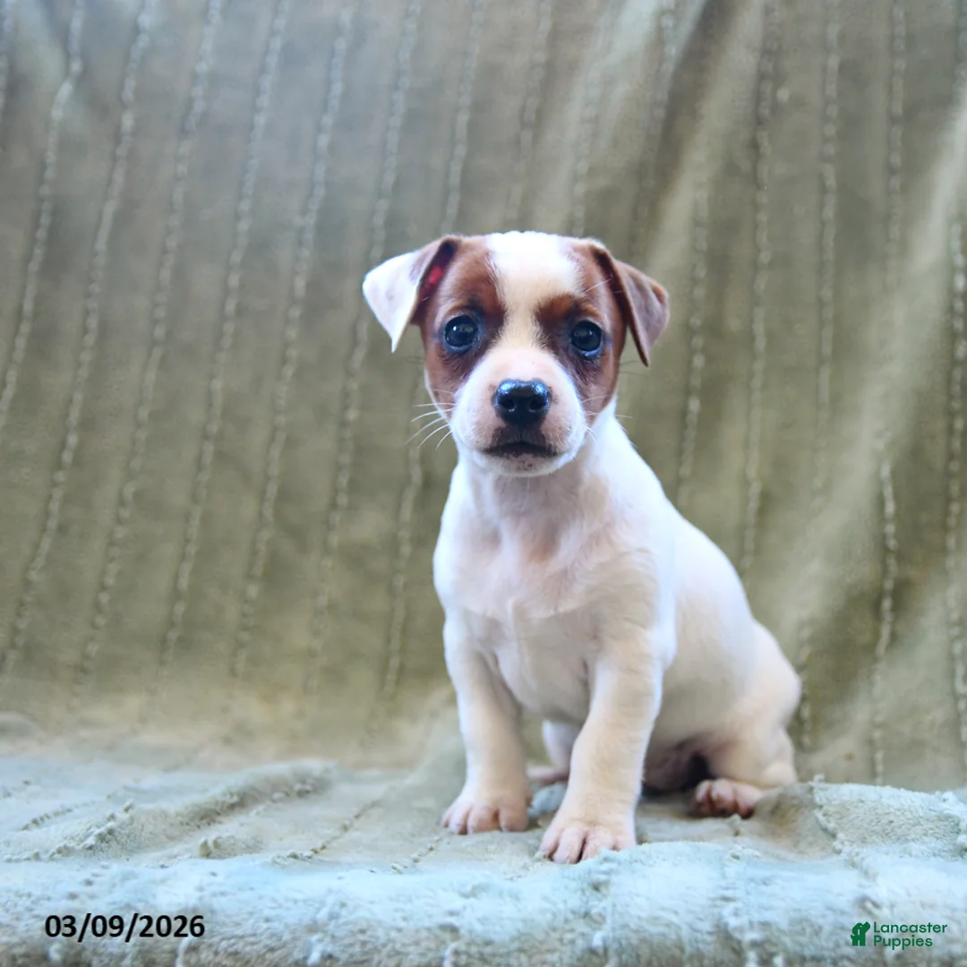 Jack Russell Terrier dogs for sale: Willow - Ad 3