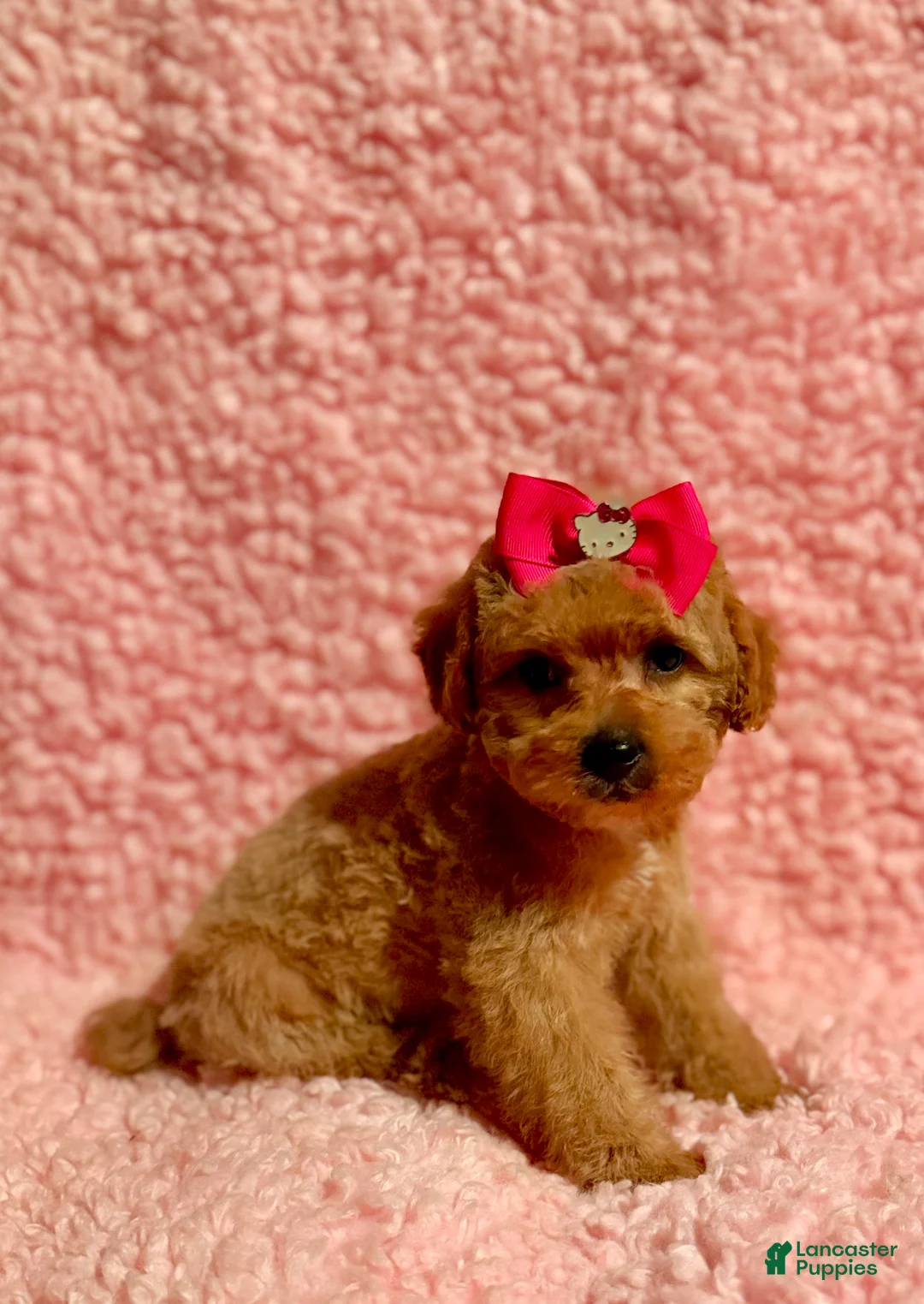 Toy Poodle dogs for sale: Flower - Ad 6