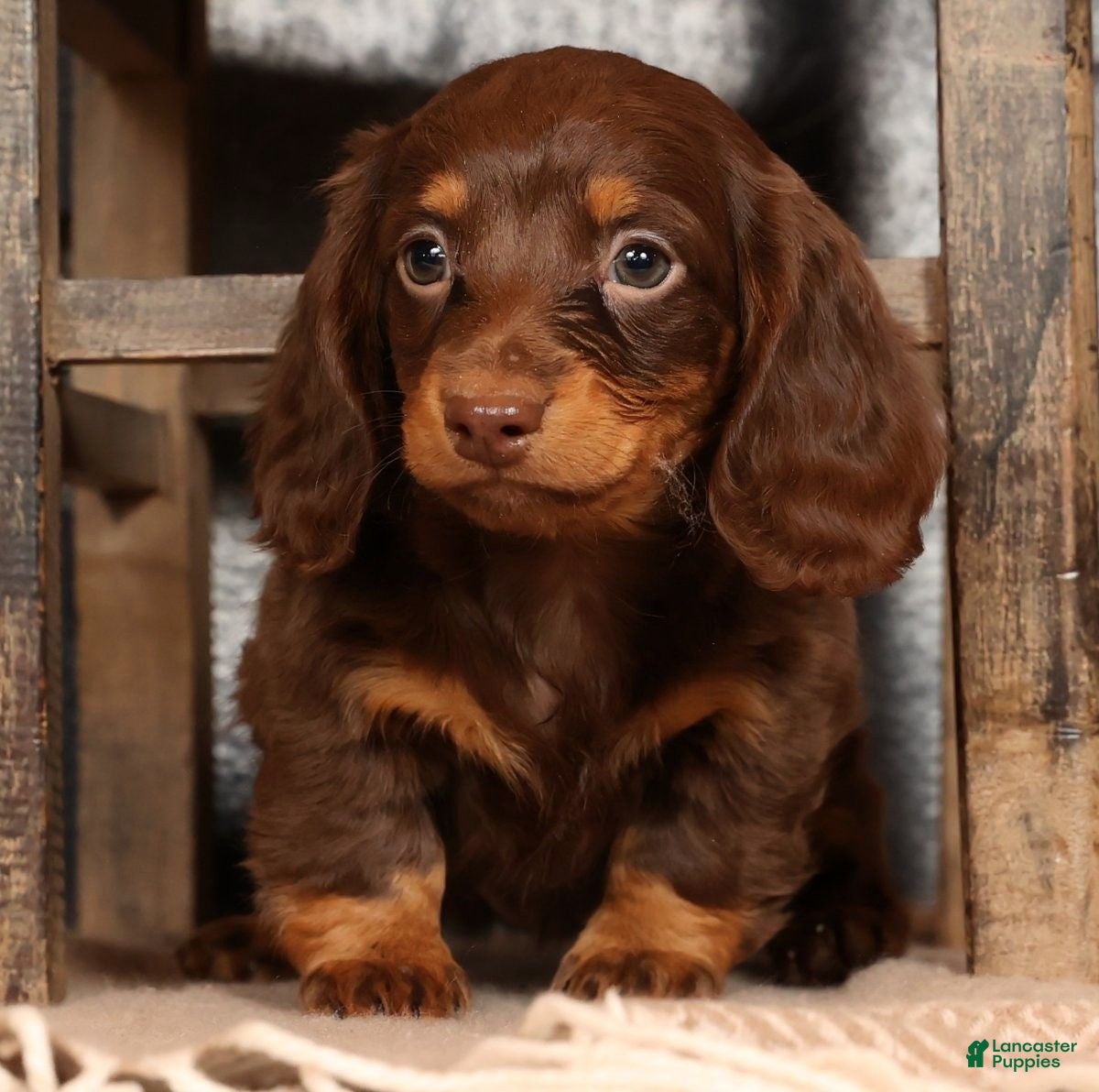 Miniature Dachshund dogs Alli - Ad 21
