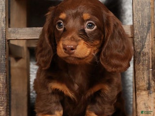 Miniature Dachshund dogs Alli - Ad 4