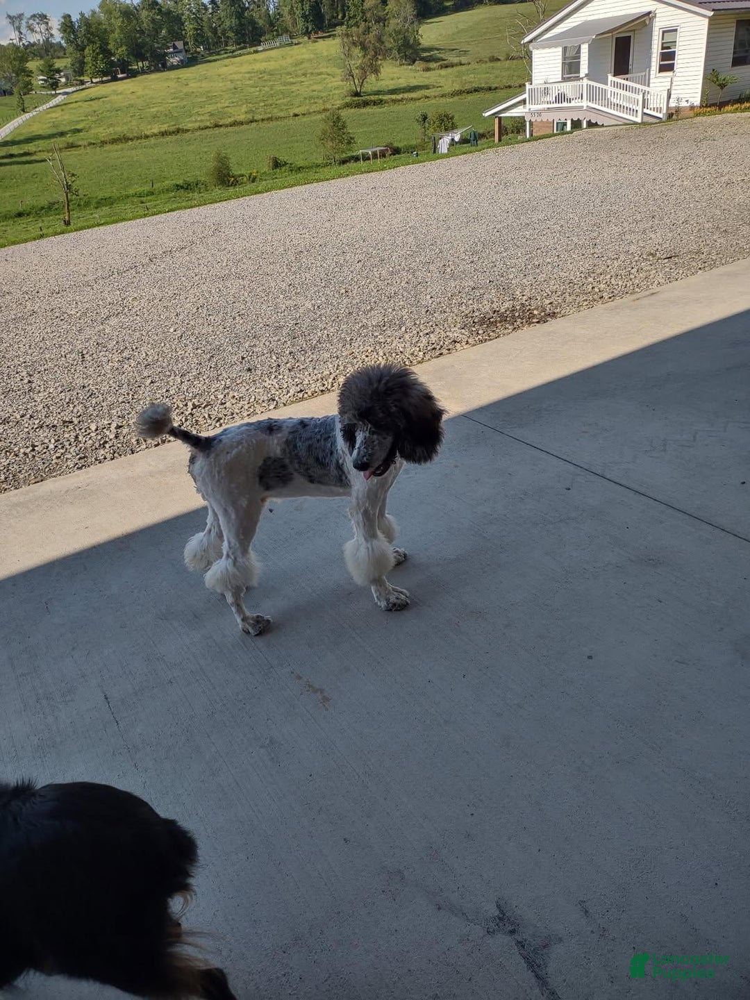 Goldendoodle dogs for sale: Paris - Ad 5