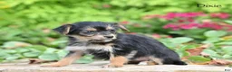 Morkie dogs for sale: Dixie - Ad 3