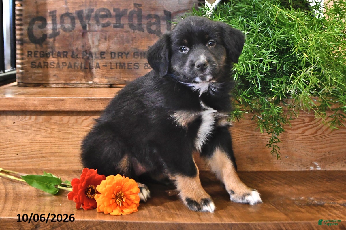 Australian Shepherd dogs for sale: Aster - Ad 1