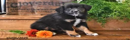 Australian Shepherd dogs for sale: Aster - Ad 3