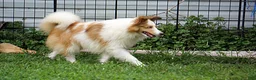Shetland Sheepdog dogs for sale: NEMO-ADULT MALE - Ad 6