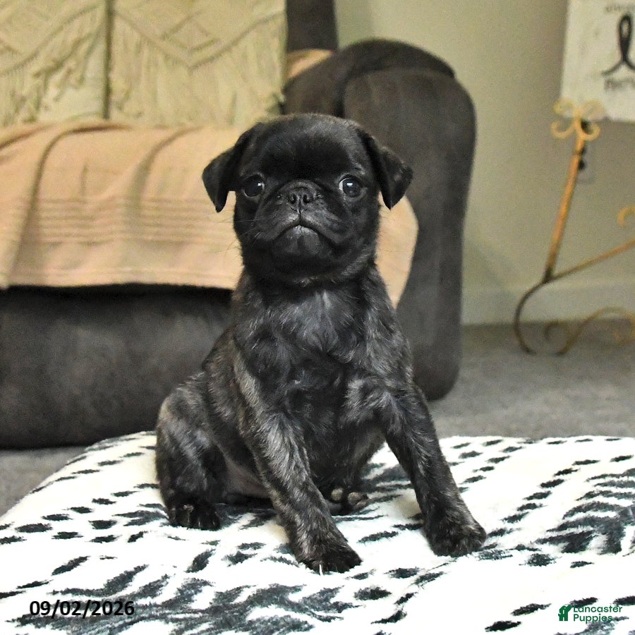 Pug dogs Poppy - Ad 1