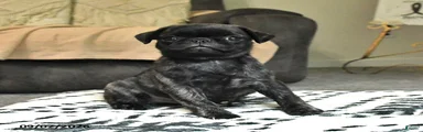 Poppy
